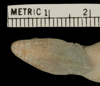 Media type: image;   Herpetology R-171392